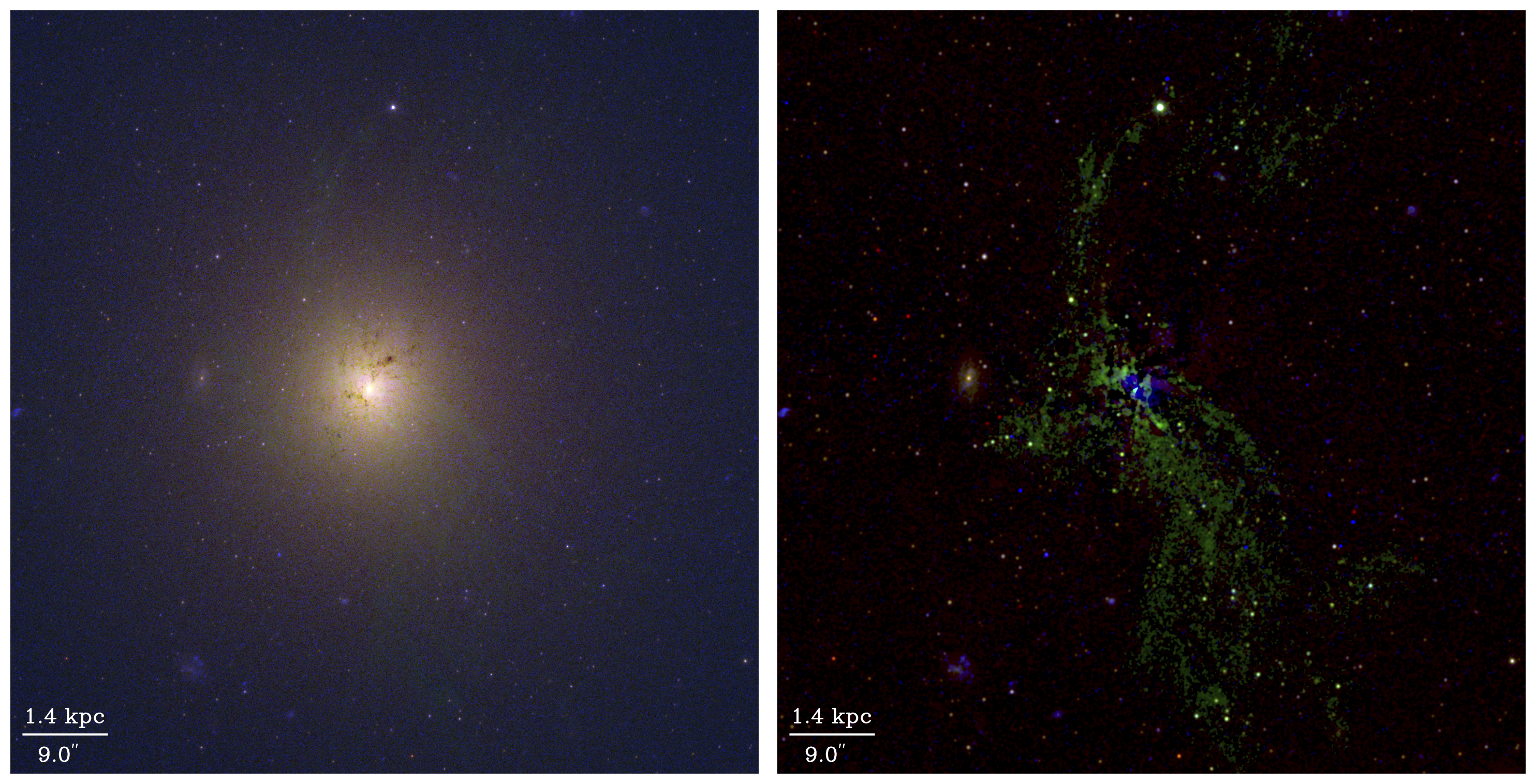 Two square images displayed side-by-side of galaxy NGC-5044. On the left, an RGB composite of combining HST F300X (blue), F665N (green), and F814W (red) images from HST show a bright elliptical galaxy near the center of the frame. The right image highlights the H-alpha filaments in NGC-5044, by subtracting the galactic continuum from each filter before combining. The filaments appear as green-colored clumpy clouds which stretch through the galaxy, mostly oriented vertically in the perspective of this image.