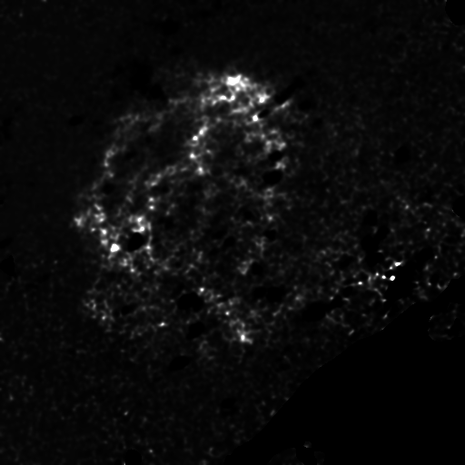 Image of the Vela supernova remnant